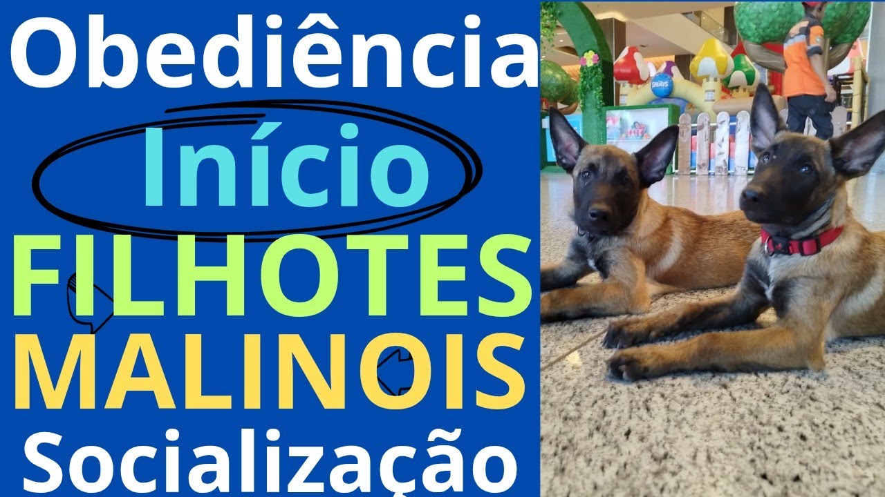 Obediência de filhotes Malinois 