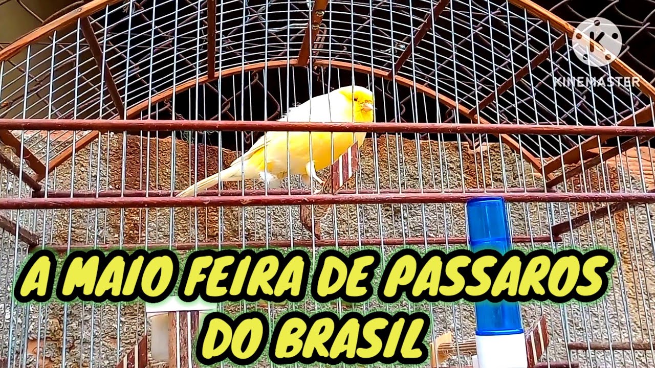 FEIRA DE CAXIAS A MAIOR FEIRA DE PÁSSAROS DO BRASIL