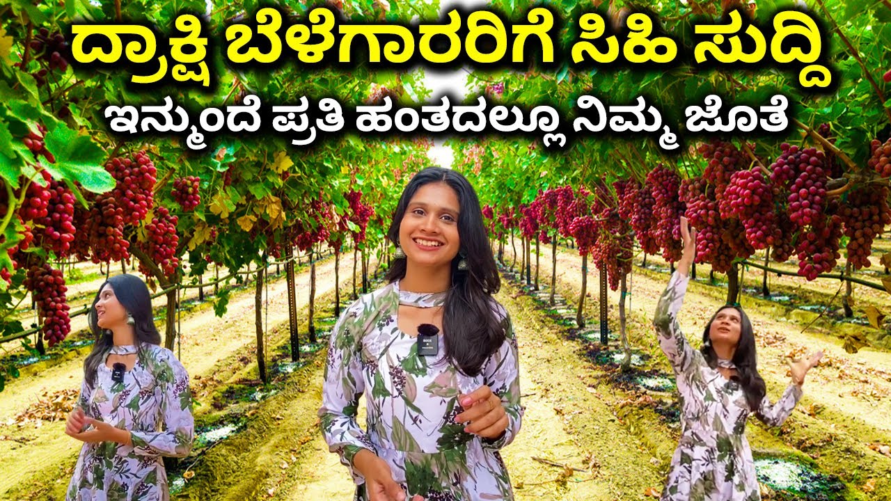 ದ್ರಾಕ್ಷಿ ಬೆಳೆಗಾರರಿಗೆ ಸಿಹಿ ಸುದ್ದಿ| Grapes farming in Karnataka | agriculture | Godrej Agrovet#kannada