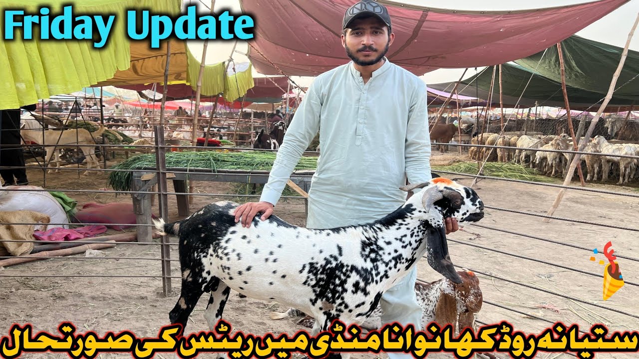Faisalabad Bakra Mandi new update || Friday Mandi latest Faisalabad || May 31, 2025