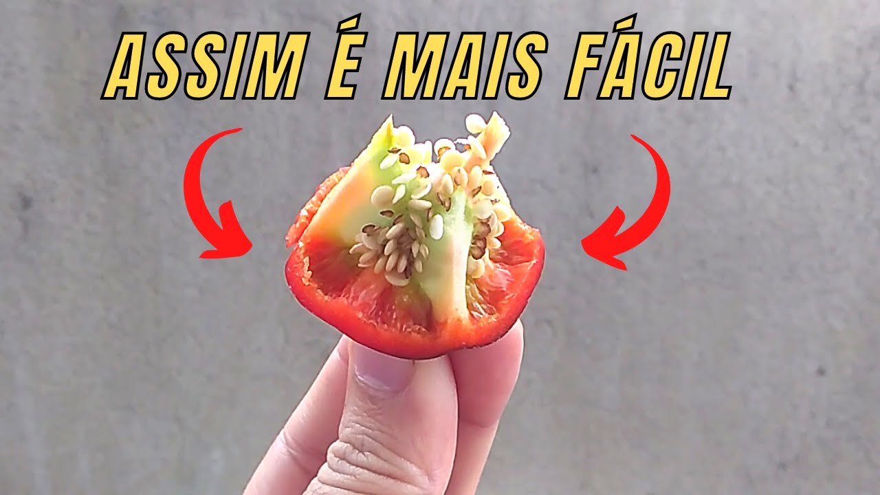 COMO PLANTAR PIMENTÃO EM VASO DA FORMA MAIS FÁCIL