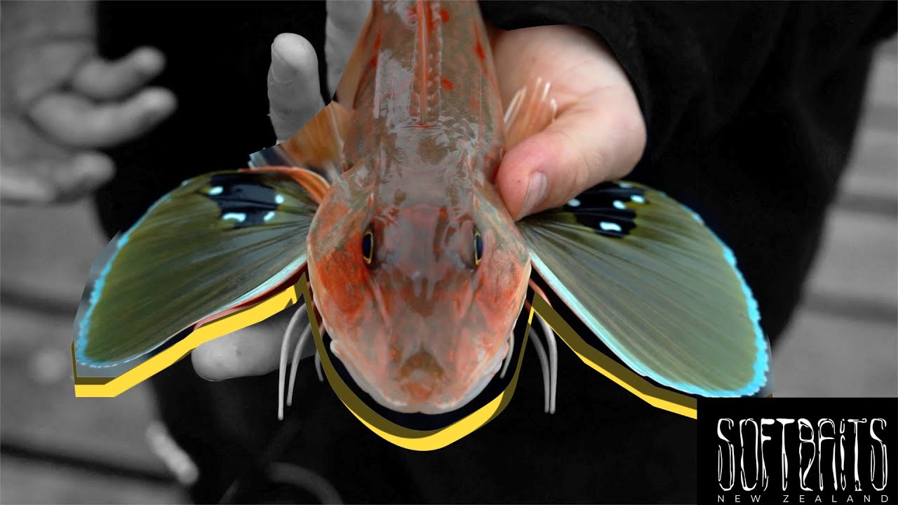 Urban Fishing for Gurnard