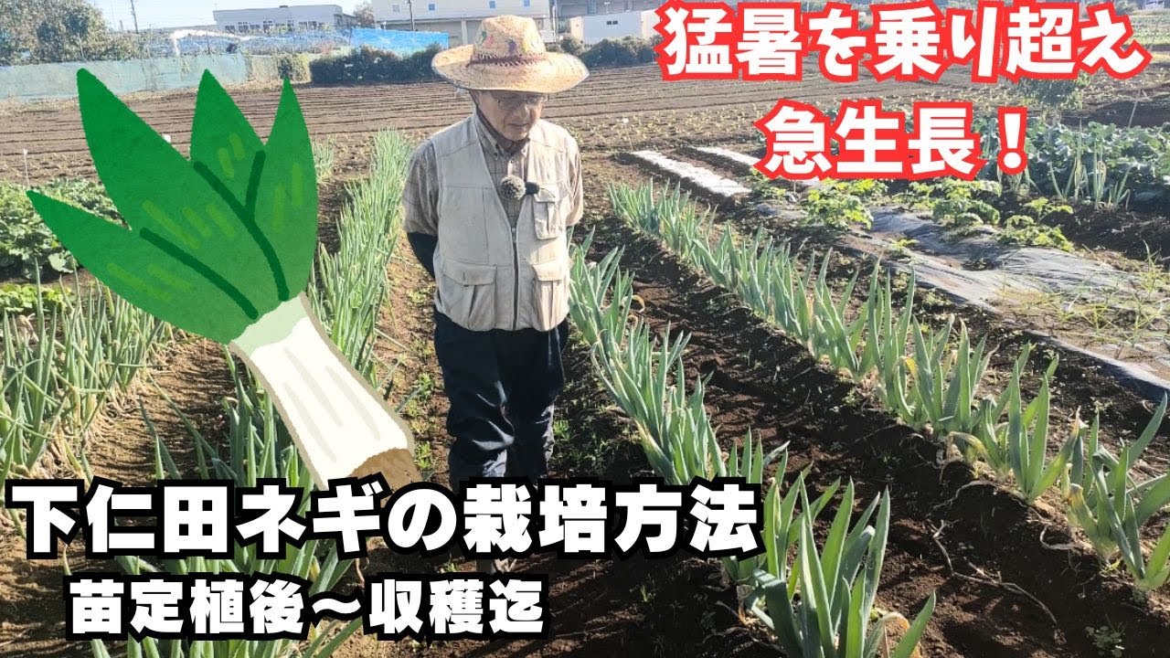 【下仁田ネギ】苗定植後から収穫迄の生長と管理【反省点】2024年6月30日　7月15日　8月4日　8月24日　9月22日　10月20日　11月17日　12月15日