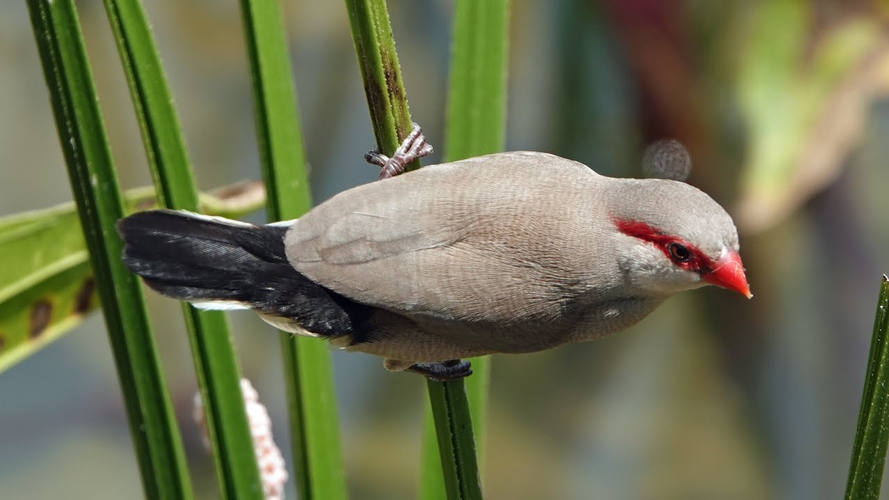BLACK-RUMPED WAXBILL, Singapore