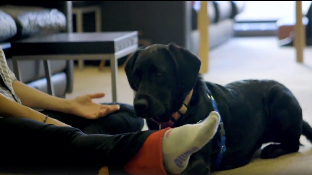 NYCB Dogs! | city.ballet | Bonus Clip