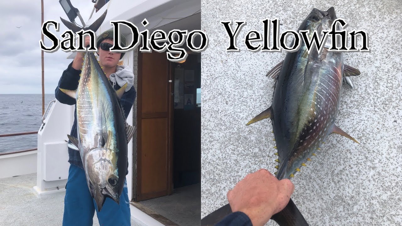 Wide Open Bite! (Yellowfin and Skipjack) // San Diego Overnight Trip Ep.2