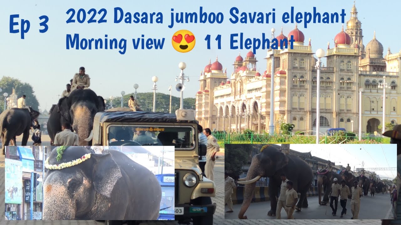 Mysuru Dasara jumboo Savari Elephant 2022 morning view 😍 from mysuru palace 11 Elephant 🐘