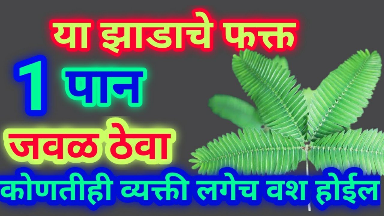 या झाडाचे फक्त एक पान अशाप्रकारे जवळ ठेवा कोणतीही व्यक्ती लगेच वश होईल | मराठी शुभ संकेत