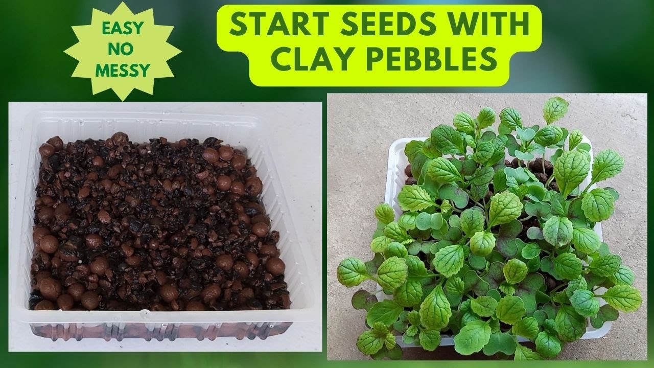 How To Germinate Seeds On Clay Pebbles,  Hydroton or LECA | DIY Hydroponics | Hydroponics