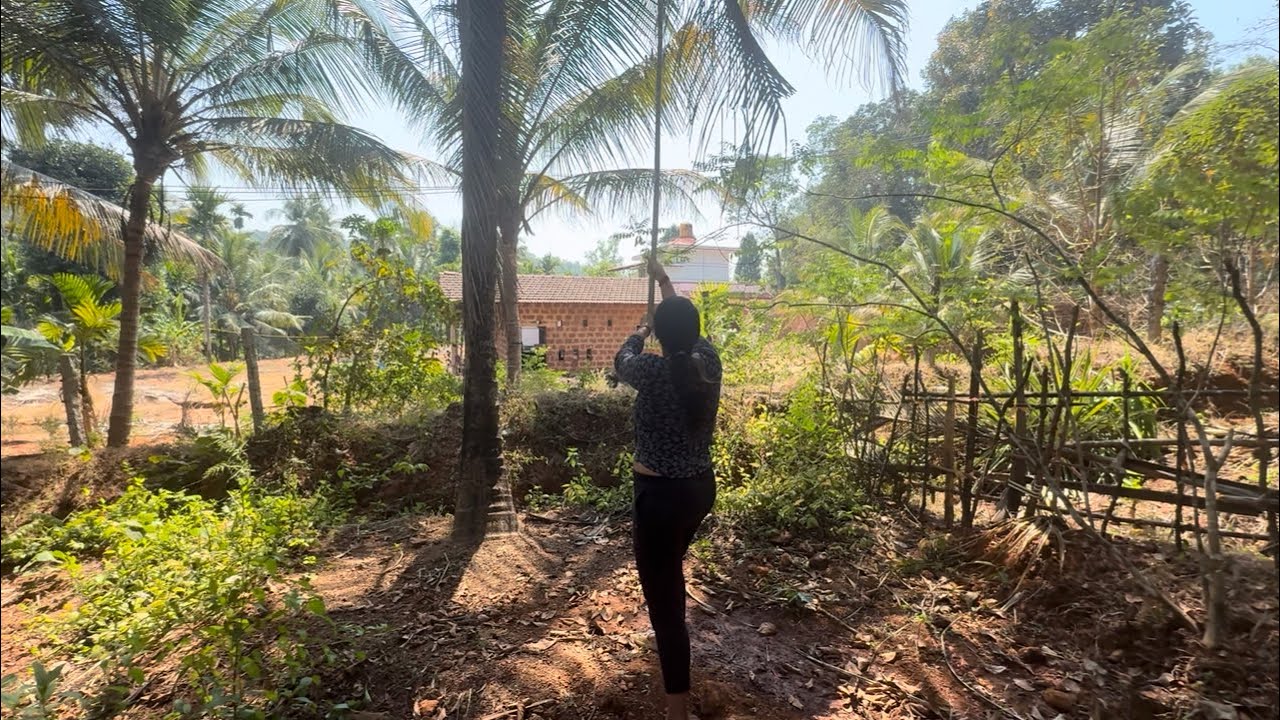 Yellaneeru est easy na kilodu  🌴 | Ajji mane | Kundapura | coconut tree 