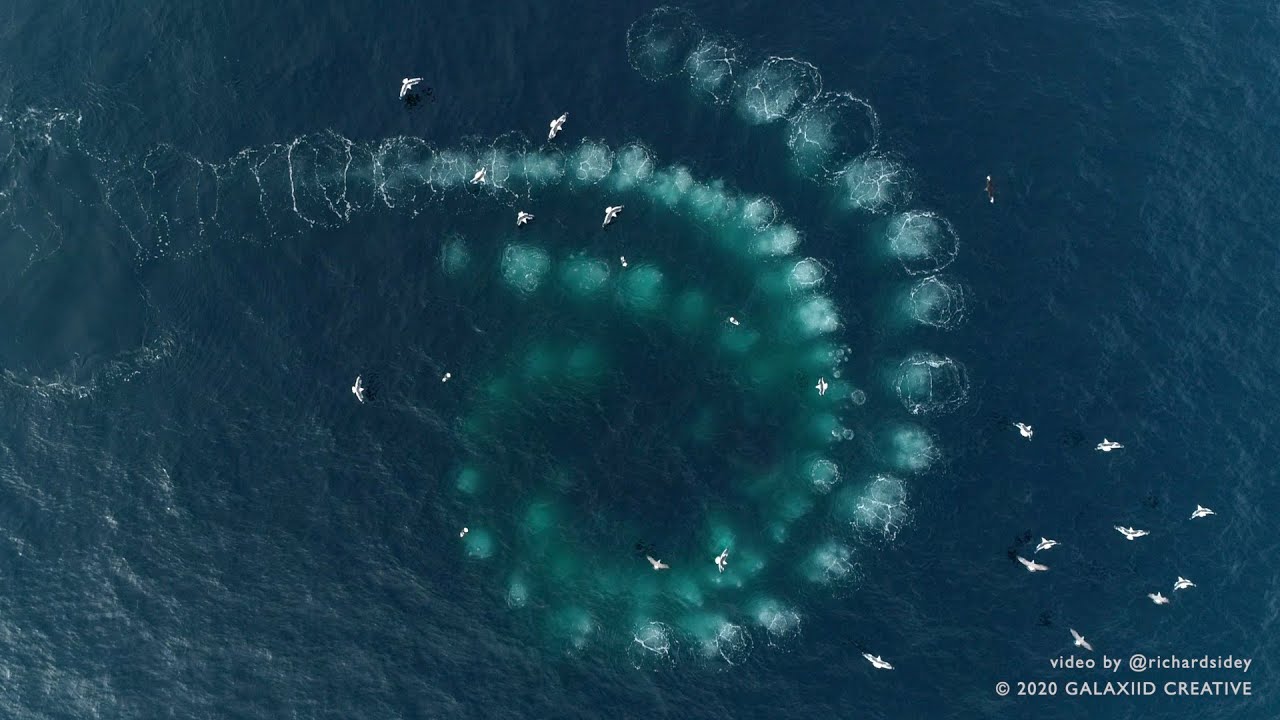 Big Bubble Net in Antarctica