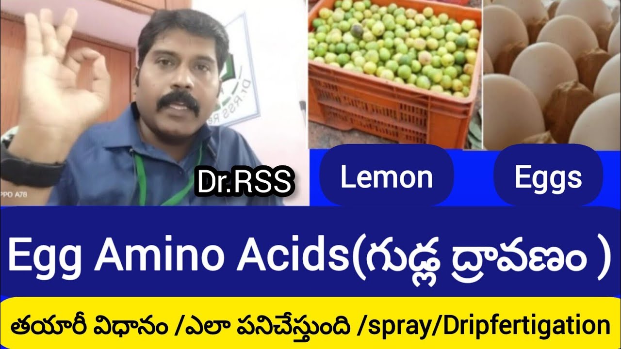 Egg Amino Acids(గుడ్ల ద్రావణం) తయారీ విధానం /ఎలా వాడాలి /ఎందుకు /కలిగే ప్రయోజనాలు.by dr rss.