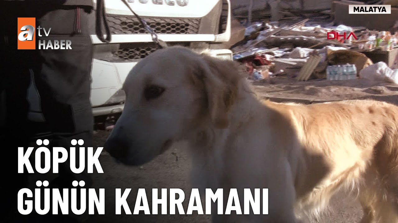 Arama kurtarma köpekleri görevde - atv Haber 9 Şubat 2023