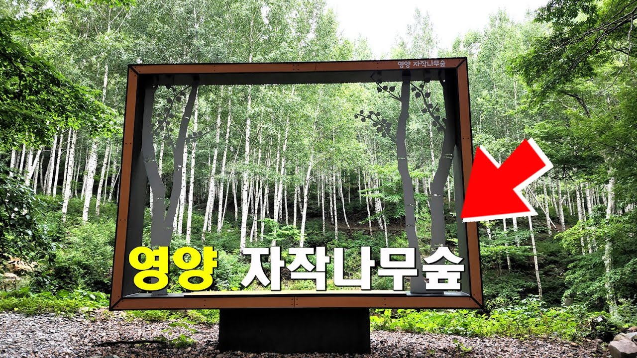 영양 자작나무숲! '산림청 명품 숲'선정~전기차 시범운행중 이용방법 자세한 탐방 안내! 붐비기 전에 다녀오세요~