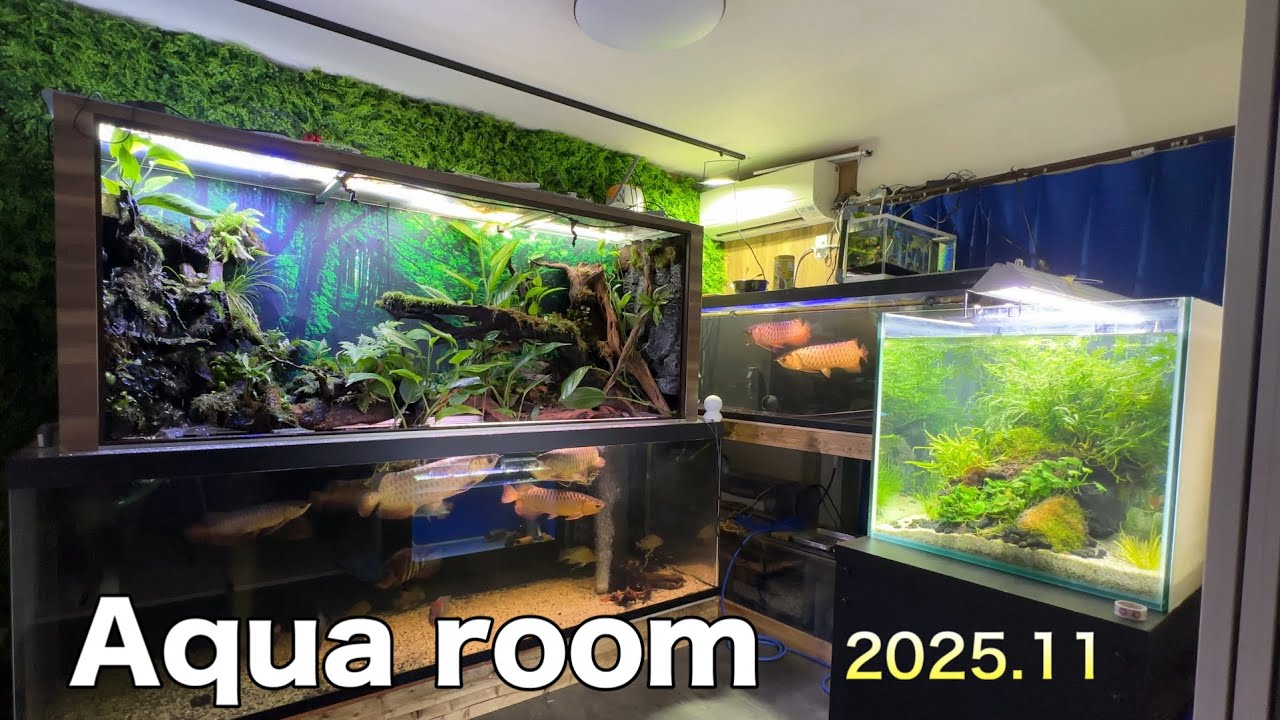 My Aquarium Room!水槽部屋紹介2025年11月