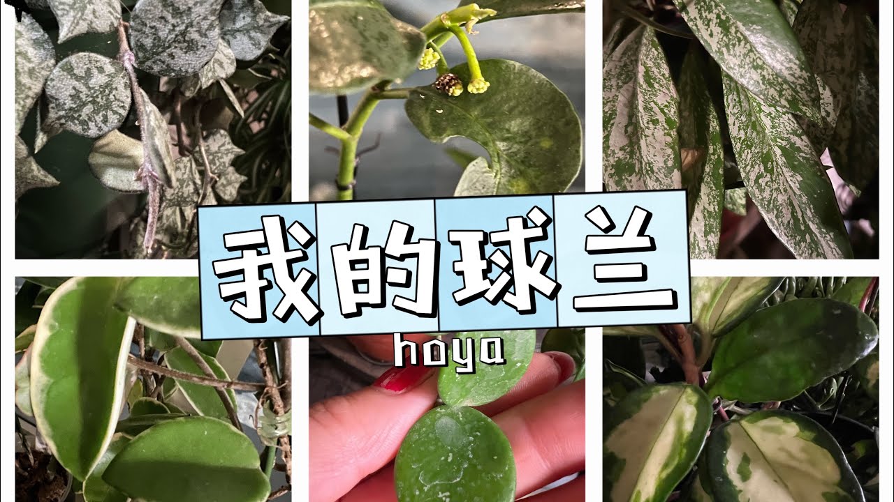 ［养花】😍我的球兰们/小章鱼球兰、流星球兰、小烧卖球兰、錢幣、皇后球兰、公主球兰、威特球兰、短柔毛萼球兰、休斯科尔球兰…./我的球蘭們：小章魚、流星、燒賣、錢幣、斑葉…..🥰