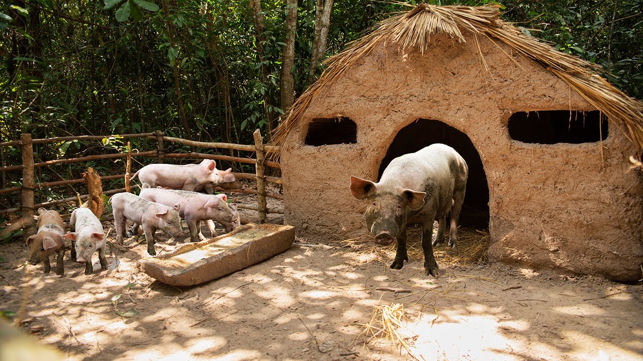 Rescue 7 Baby Wild Pigs with Mama Pig and Building safety Mud House For Pig Family