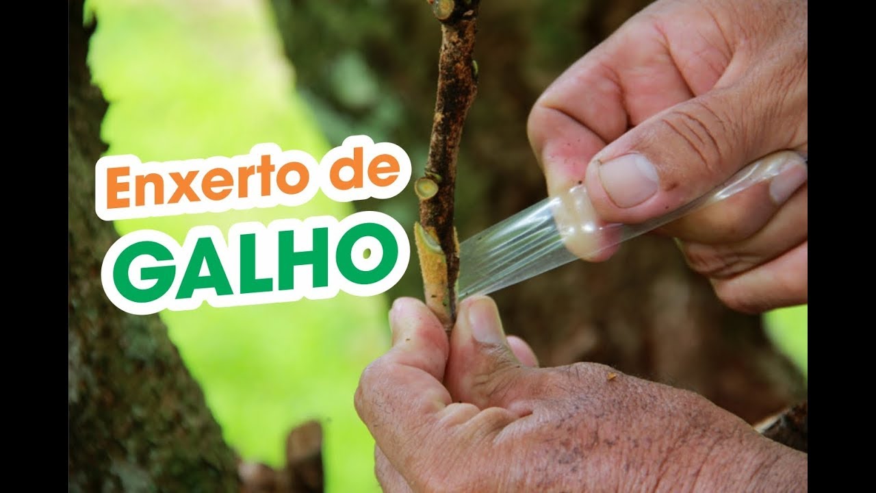 ENXERTO DE GALHO DA PRÓPRIA PLANTA - PASSO A PASSO
