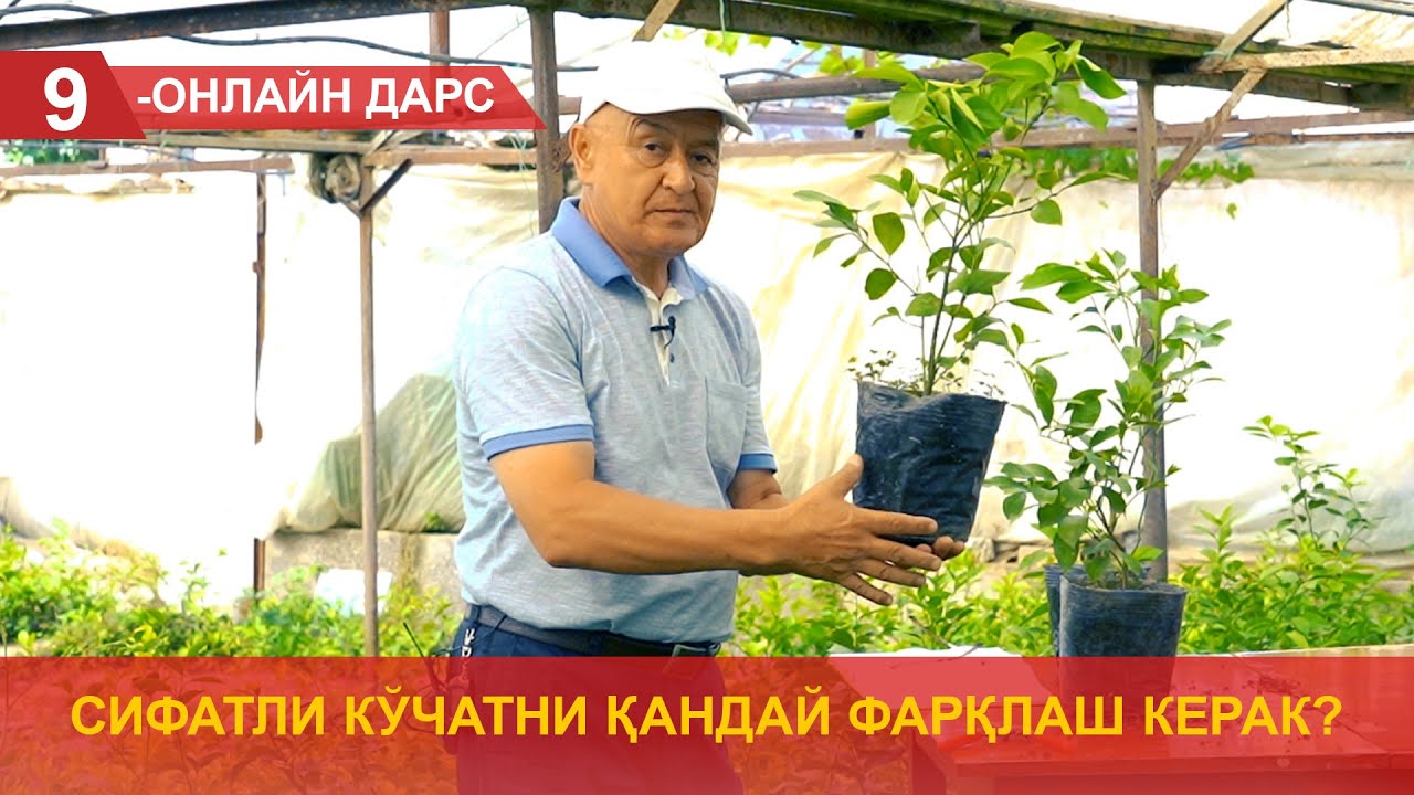 Сифатли кўчатни қандай фарқлаш керак?