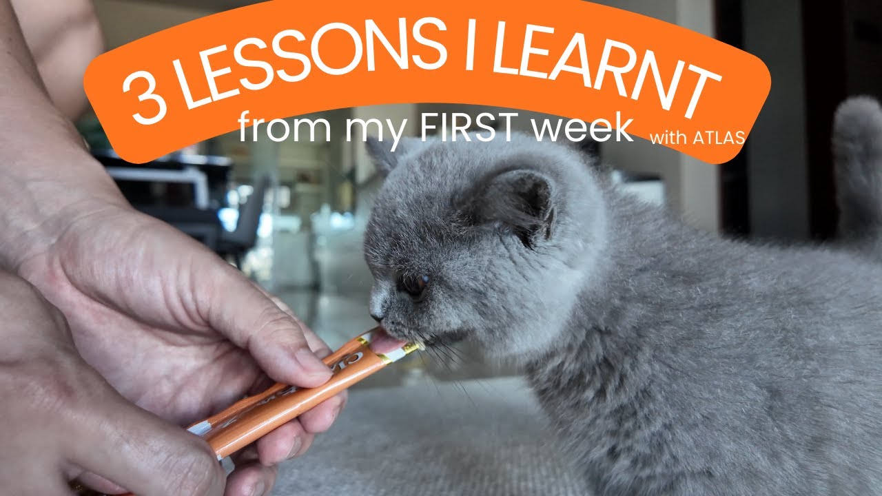[4K][18] 3 Lessons I learnt from my FIRST week of having my BSH kitten ATLAS! 🐈❤️😍❤️🐈