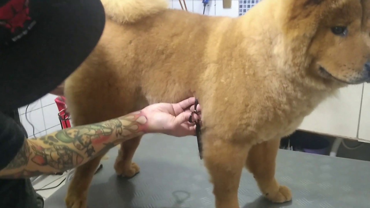 pet shop, TOSA DA RAÇA CHOW CHOW  na tesoura .