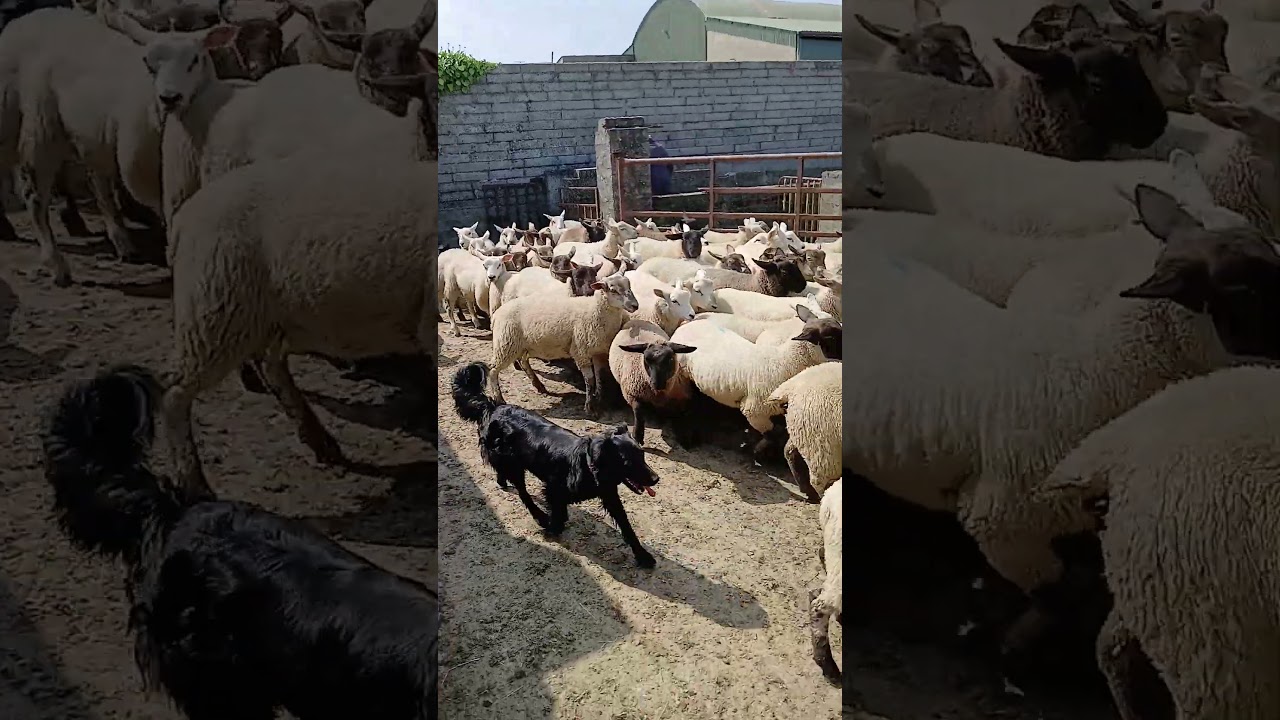 12th August 2025 | Poppy helps out