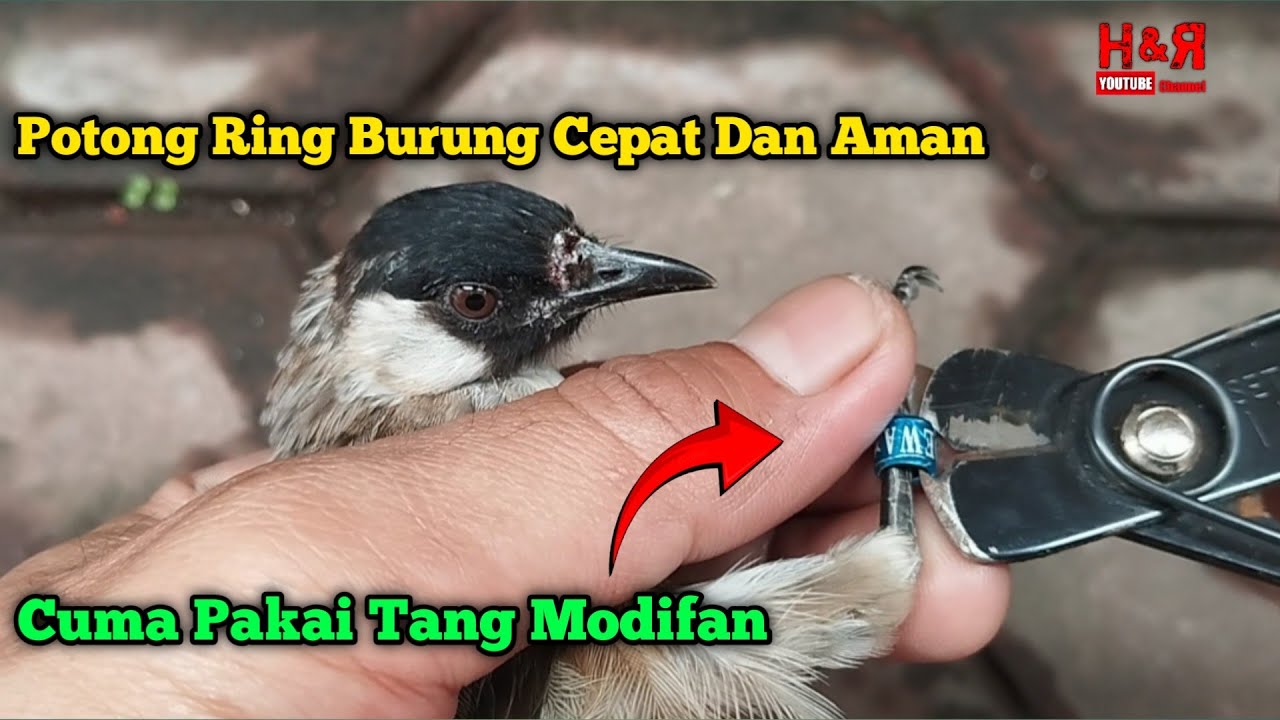 eksekusi lagi..‼ potong ring burung kutilang pakai tang modifan sendiri