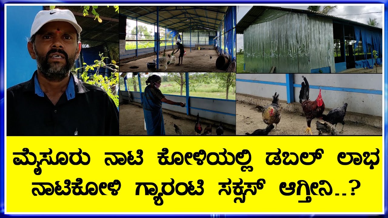 ಮೈಸೂರು ನಾಟಿ ಕೋಳಿ ಮರಿಗಳನ್ನು ತಂದು ಸಾಕಾಣಿಕೆ ಮಾಡುವ ಕ್ರಮ  ಉತ್ತಮ ಲಾಭ