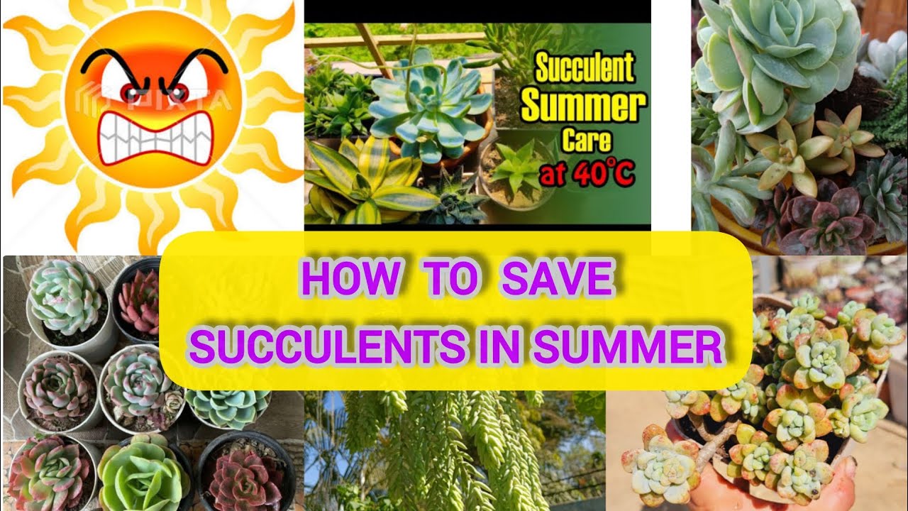 45°C गर्मि में Succulent को कैसे बचाएं Save Succulents From Summer /Succulent Care In Rainy Season🌧️