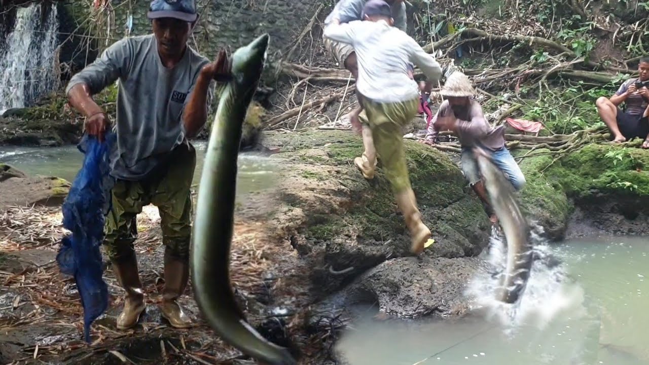 KUMPULAN VIDEO SERU‼️ ADU GULAT DENGAN SIDAT MONSTER