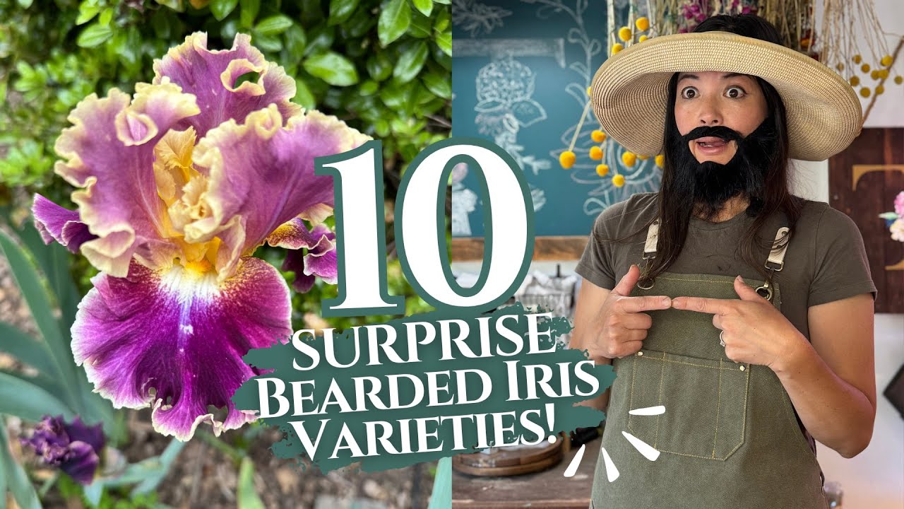 10 SURPRISE Bearded Iris Varieties! (Plus a VERY Bearded Secret! 🧔🏻‍♀️) | Turbow Farms