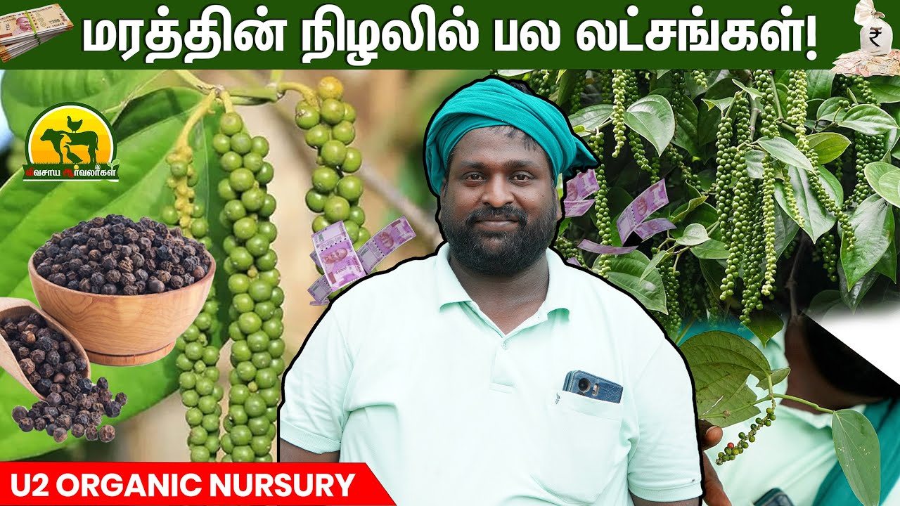 முன்னேற்றம் தரும் செடி மிளகு விவசாயம் – நீங்களும் தொடங்கலாம்! #pepper #vivasayaarvalargal
