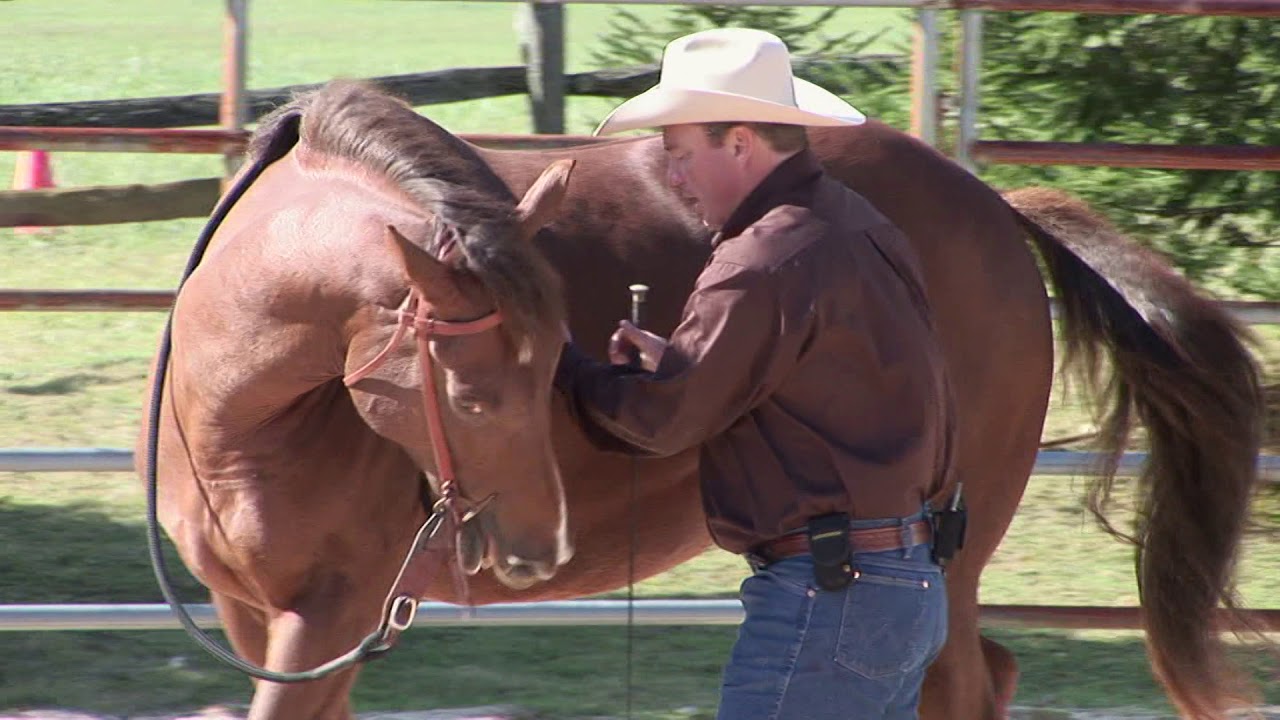 Helping Your Horse Work Through Fear