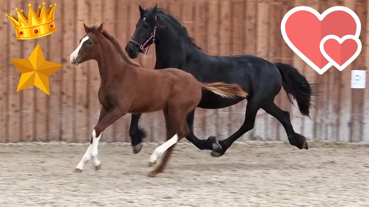 Made for each other!❤️ Queen👑Uniek & Rising Star⭐ together in the inside arena | Friesian Horses