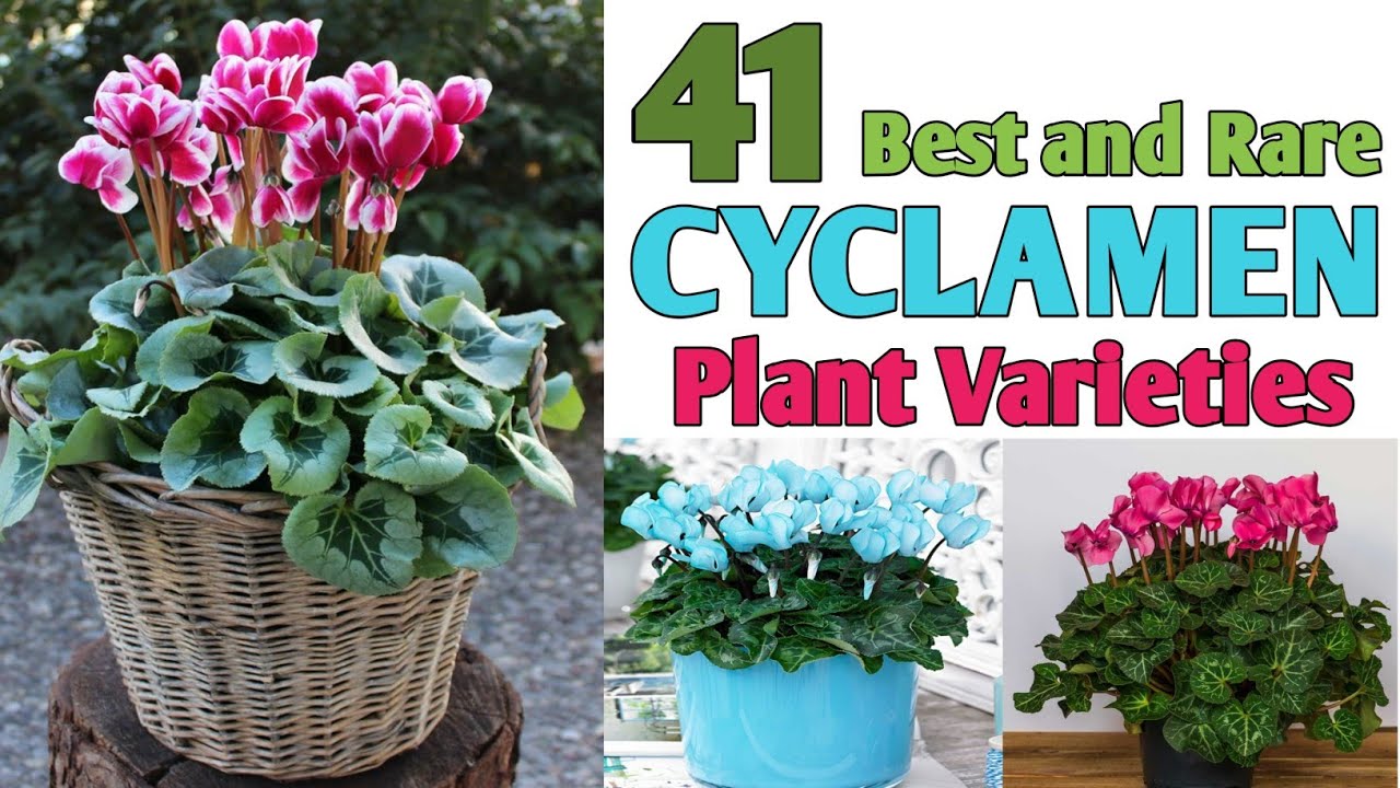 41 Cyclamen Plant Varieties with Names | Florist's Plant Varieties | Plant and Planting
