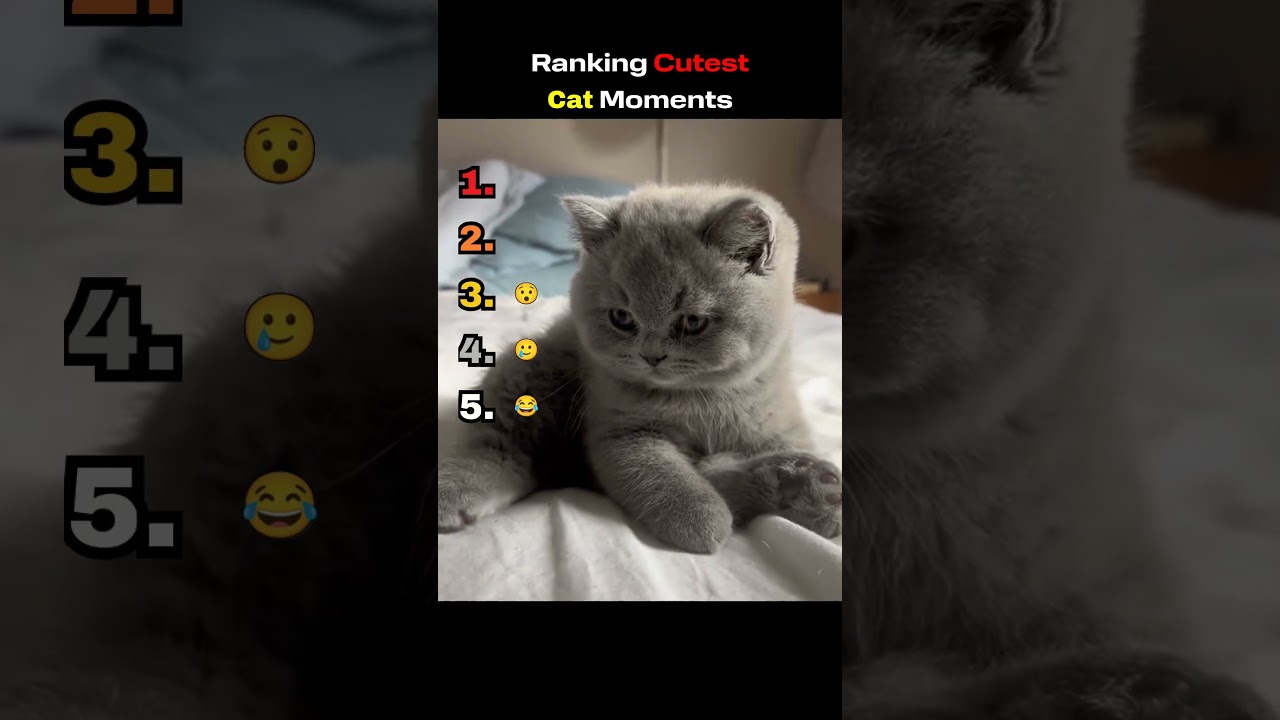 Ranking Cutest Cat Moments (Part 2) #cute #cats #viral #ytshorts