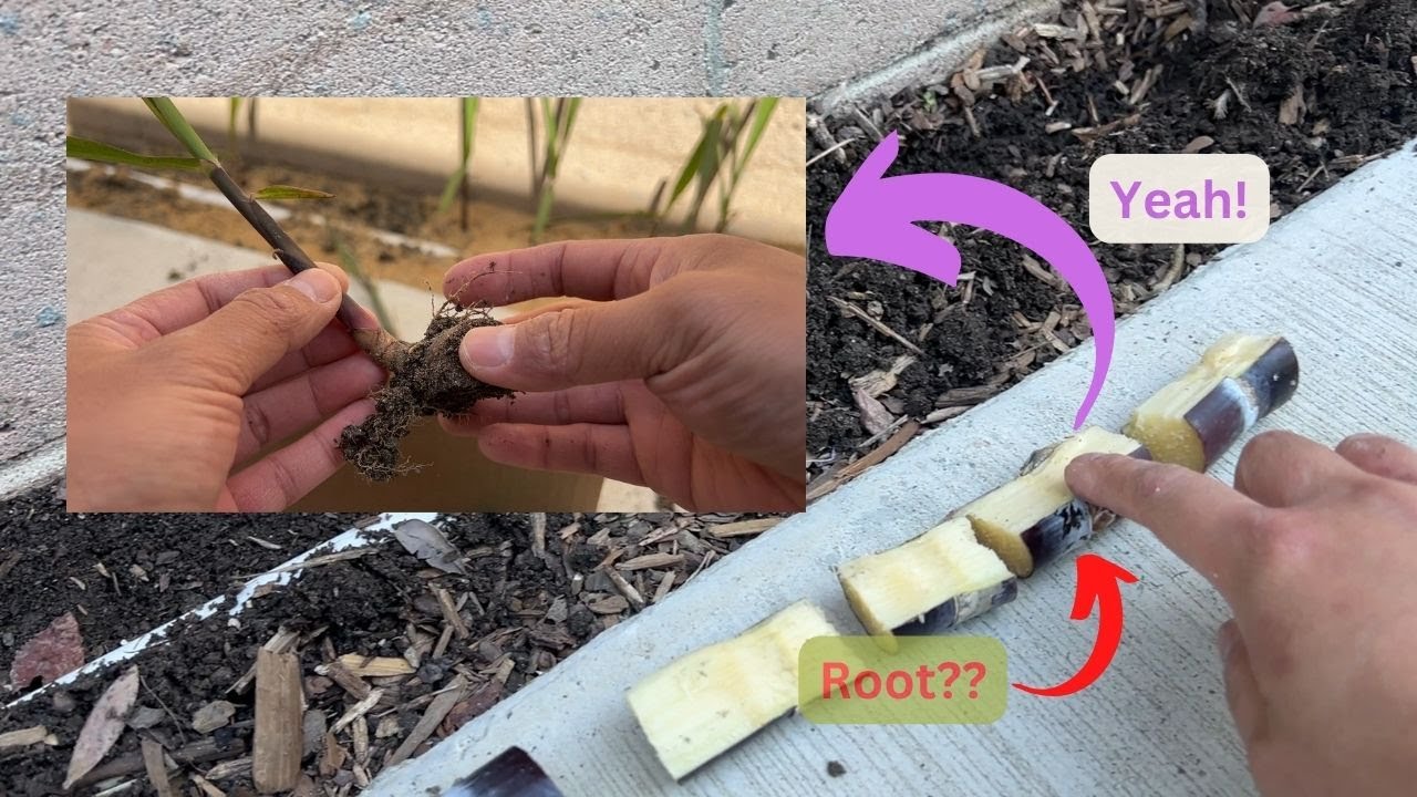 Rooting damaged sugar cane cuttings