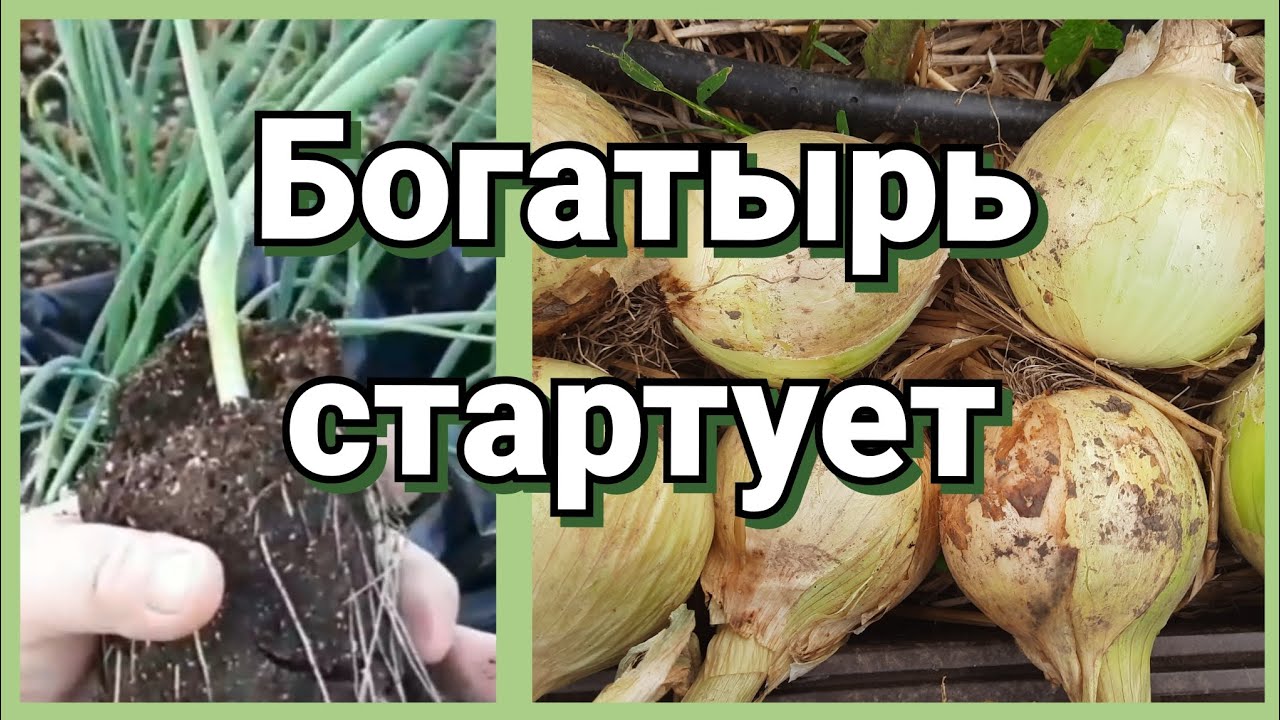 Посев лука Эксибишен. Я одна так делаю?
