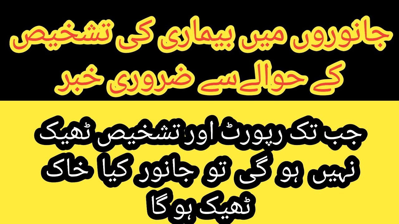 Janwaro k fake blood test aur beemari ki wja II Diagnosis of blood parasites