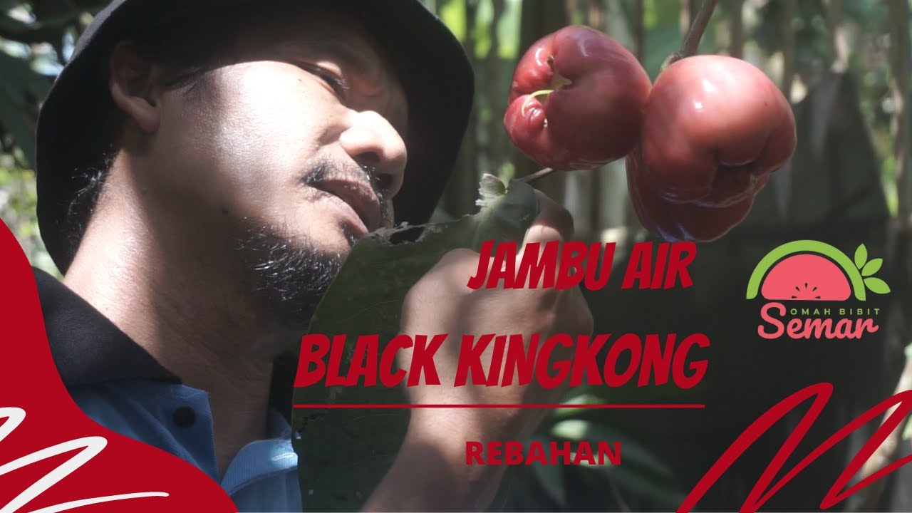 SKALA KEBUN ?? JAMBU BLACK KINGKONG !!
