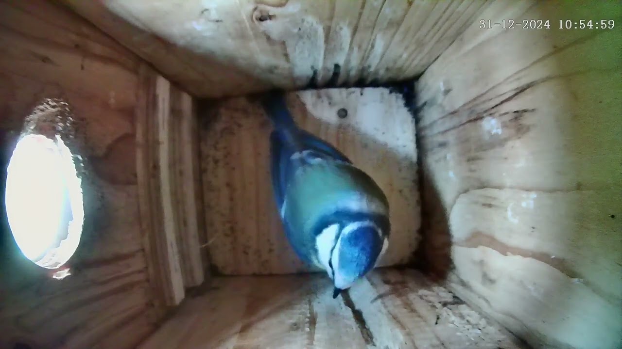Blaumeisenkasten - Blue tit Nesting Box - 30.12.24 - 05.01.25
