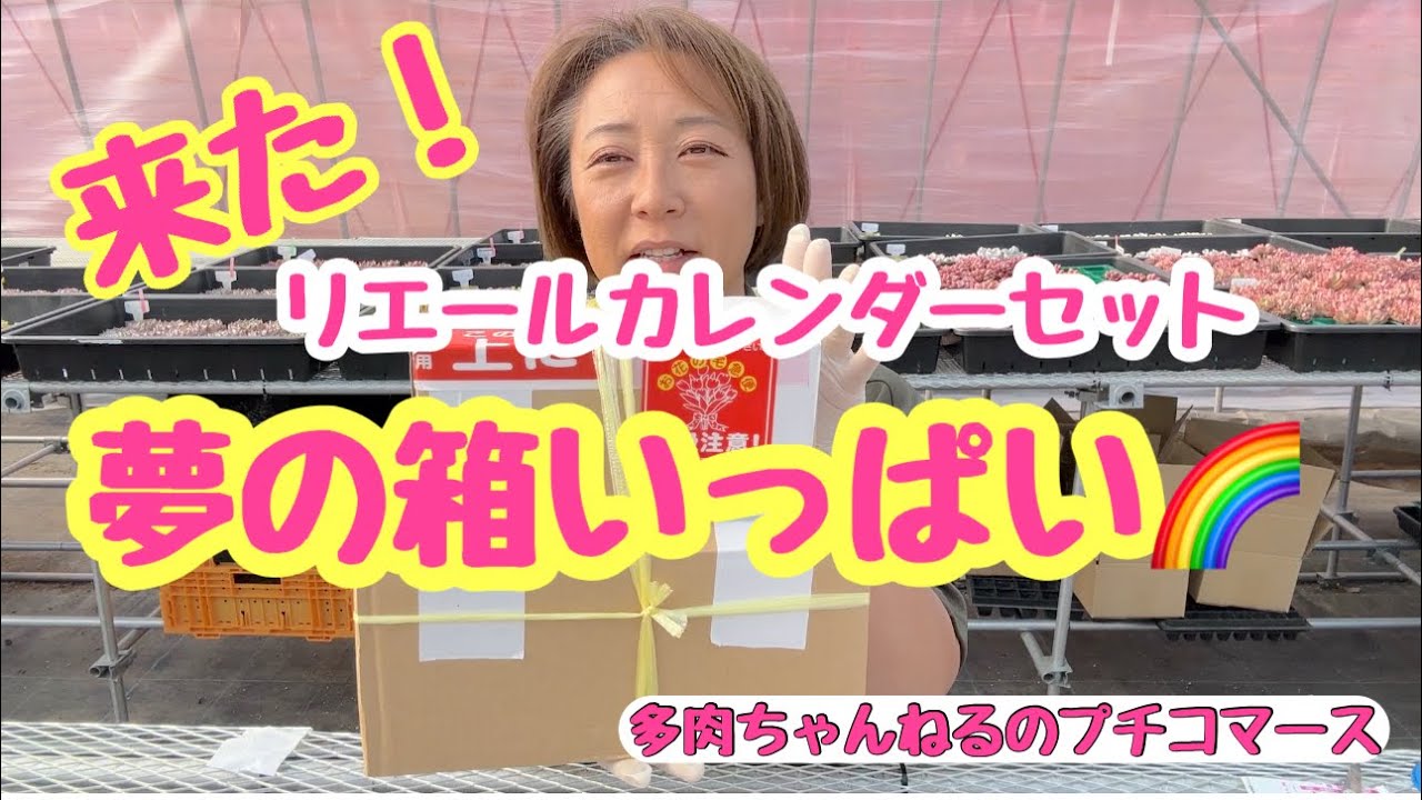 【多肉植物】リエール通販❣️来た‼️夢の箱いっぱいは凄かった😆😆😆💓💓💓2024年2月1日