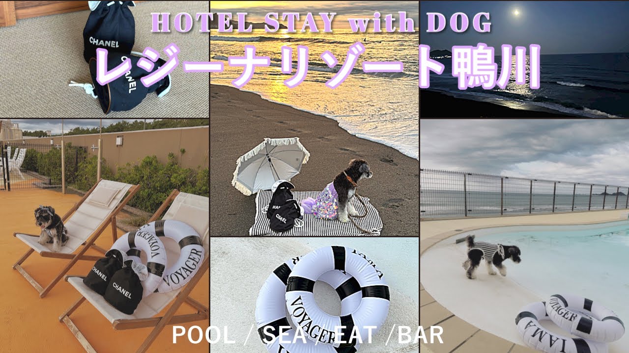 【犬と泊まれるホテル】レジーナリゾート鴨川を大満喫する方法♡ミニチュアシュナウザーの水着姿が可愛すぎた♡