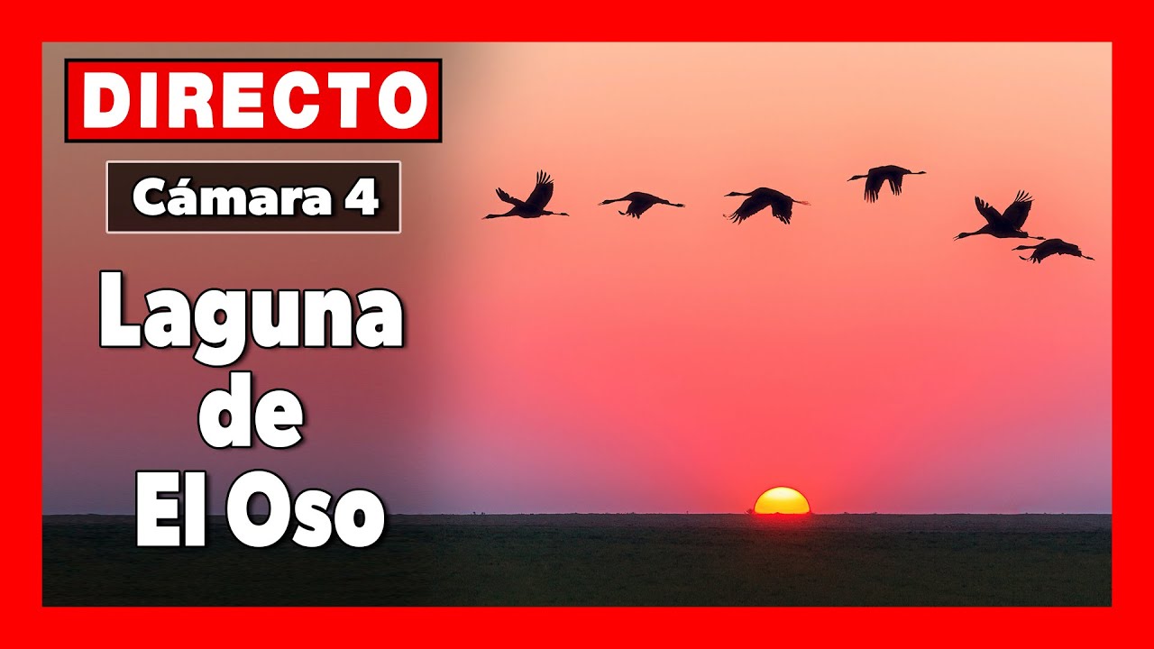🦆 Vida salvaje 🔴 DIRECTO (C&aacute;mara 4 | &Aacute;vila) | LAGUNA de EL OSO