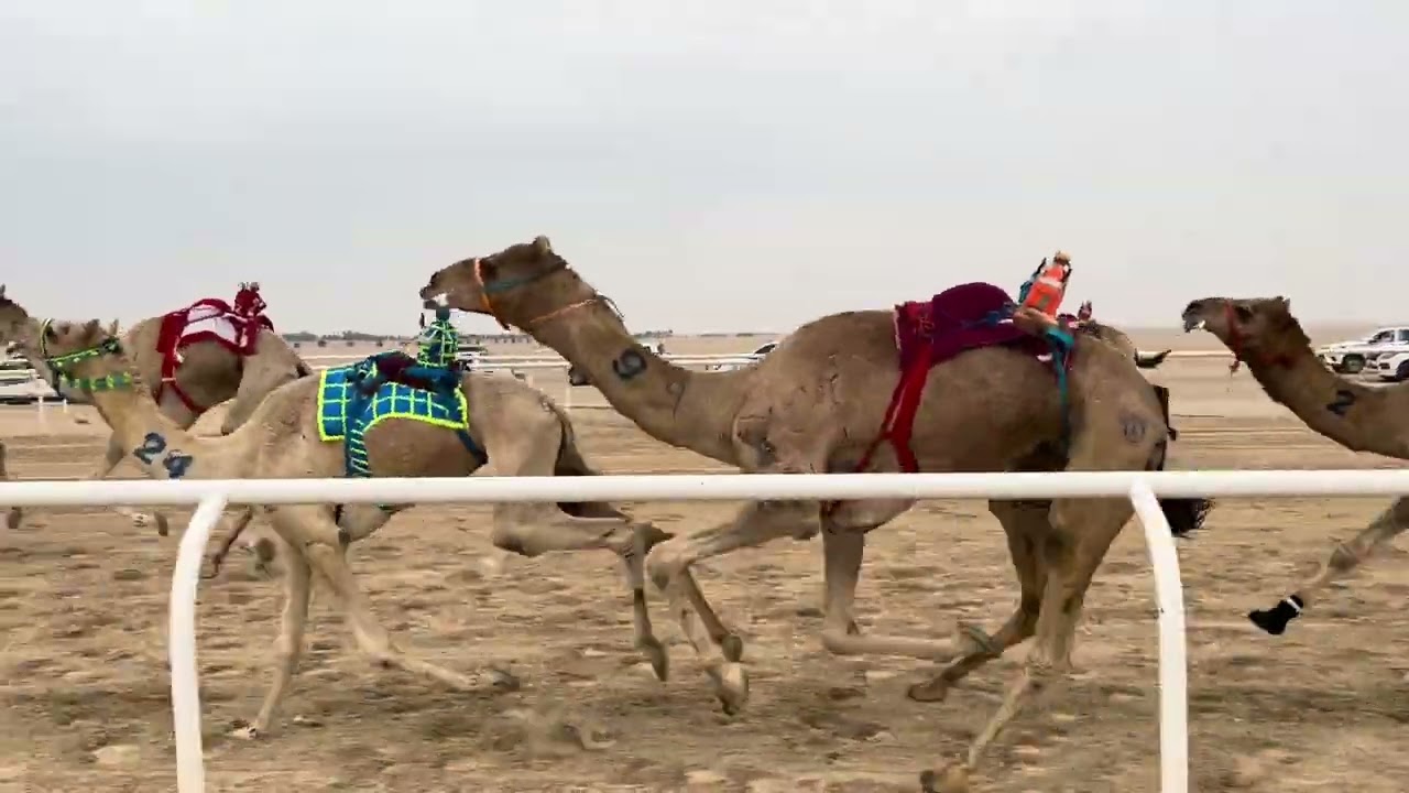 ٢ الفايز ملك سعيد بن علي بن سعيد المري