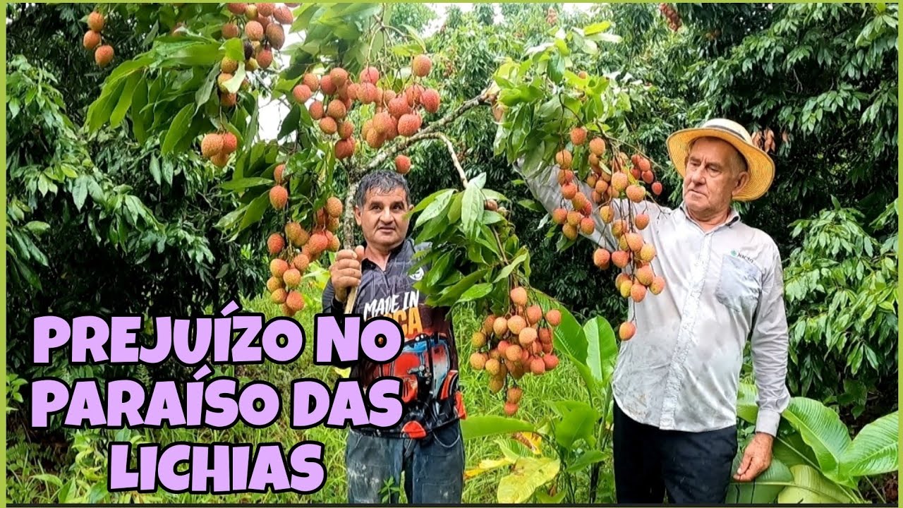 VISITANDO UMA PLANTAÇÃO DE LICHIA / QUEBRANDO A ROTINA