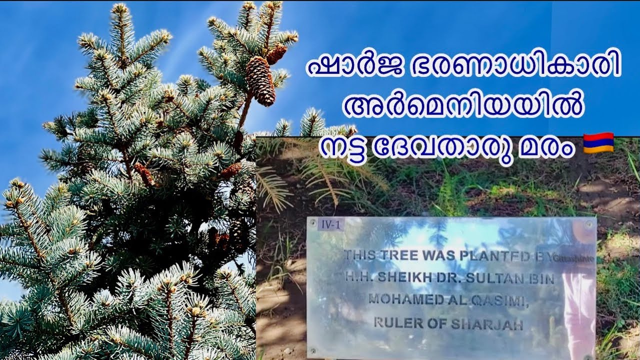 ഷാർജ ഭരണാധികാരി അർമേനിയയിൽനട്ട ദേവതാരു (part-8)#traveldestinations #travel #armenia #uae#sharjah
