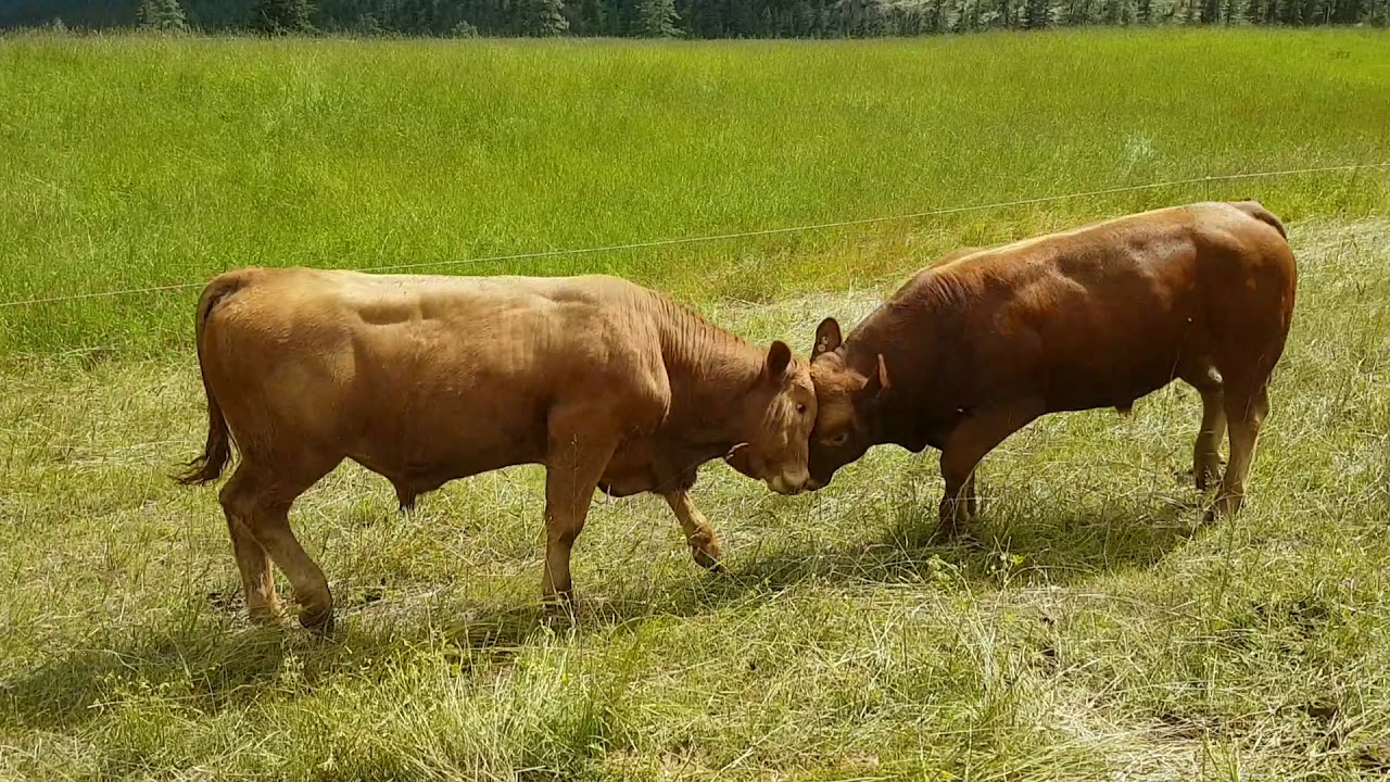 Bull fight, Zeus vs Barry