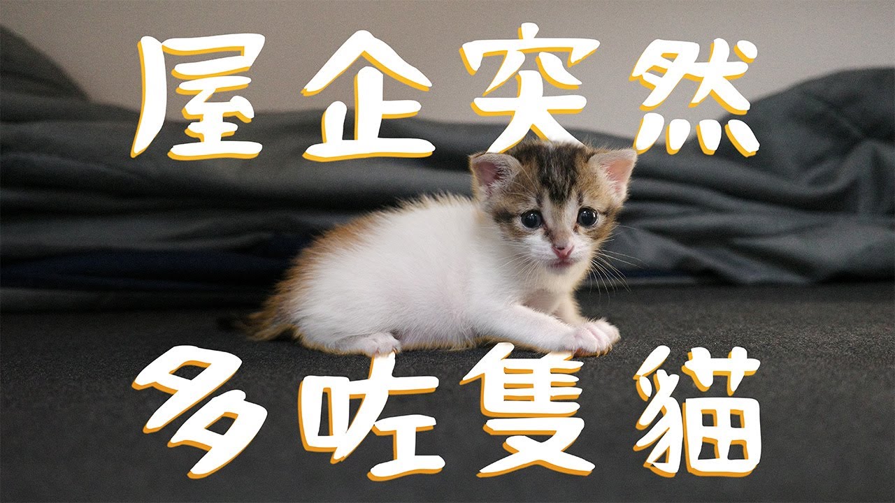 家裏突然多了一隻小貓