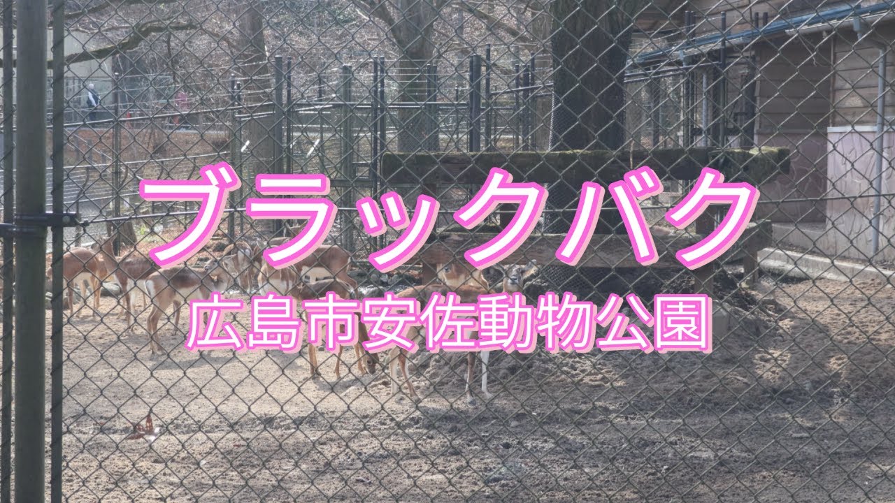 ブラックバク/広島市安佐動物公園/Black Tapir/Hiroshima City Asa Zoo